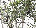 Img___0119d-vrestan plastikovy-howler monkey.jpg